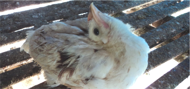 Info Medion 27 newcastle disease