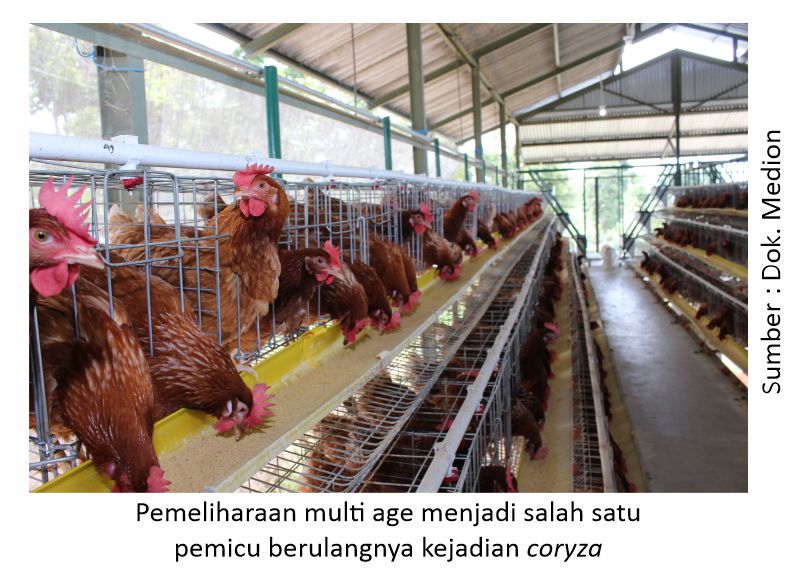 Maksimalkan Proteksi Ayam dari Coryza 2 Pemeliharaan multi age