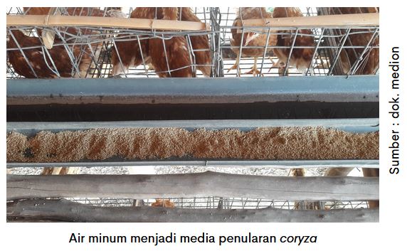Waspadai Coryza saat Peralihan Musim 2 AU 2 2 1