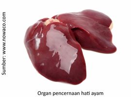 Cara Waspadai Kerusakan Hati pada Ayam