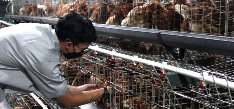 persiapan ayam layer siap diproduksi