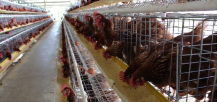 ransum ayam petelur