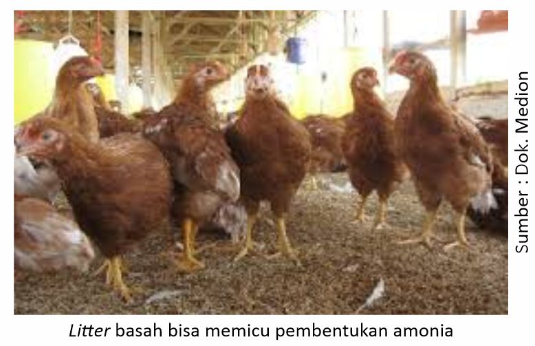 Maksimalkan Proteksi Ayam dari Coryza 3 Litter basah pemicu amonia