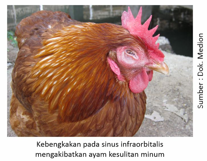 Maksimalkan Proteksi Ayam dari Coryza 4 Kebengkakan pada sinus infraorbitalis