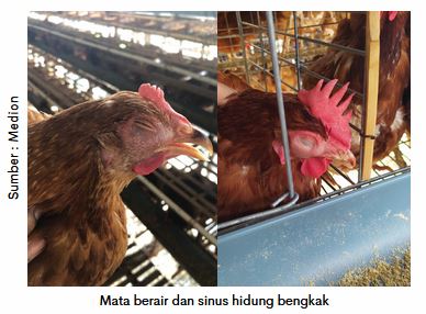 Waspadai Coryza saat Peralihan Musim 4 AU 4 2 1