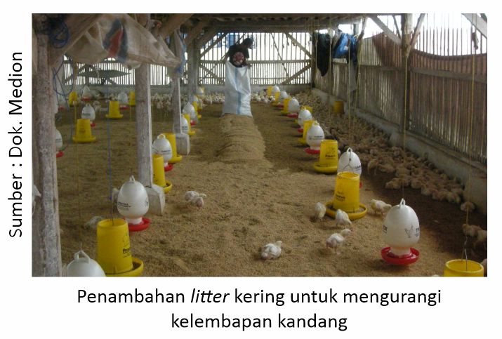 Maksimalkan Proteksi Ayam dari Coryza 5 Penambahan litter kering
