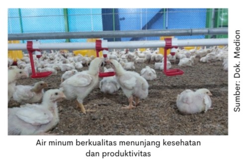 Pentingnya Menjaga Kualitas Air di Peternakan Ayam 5 Air minum ayam