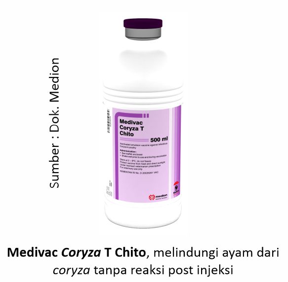 Maksimalkan Proteksi Ayam dari Coryza 8 AU 8 6