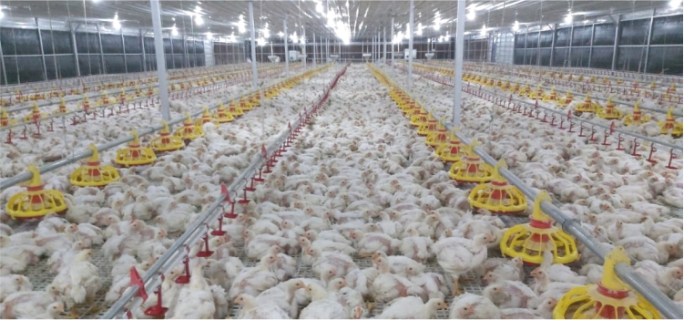 Info Medion 23 Optimalisasi Produksi Broiler dengan Closed House