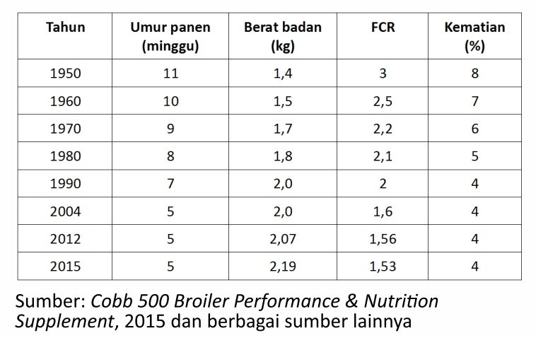 Strategi Melewati Masa Kritis Broiler 1 AU01 1 1 3