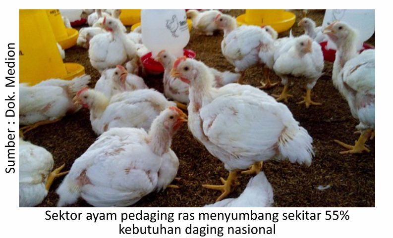 Menilik Strategi Budi Daya Ayam Pedaging 1 AU01 2