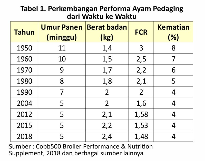 Menilik Strategi Budi Daya Ayam Pedaging 2 AU02 2