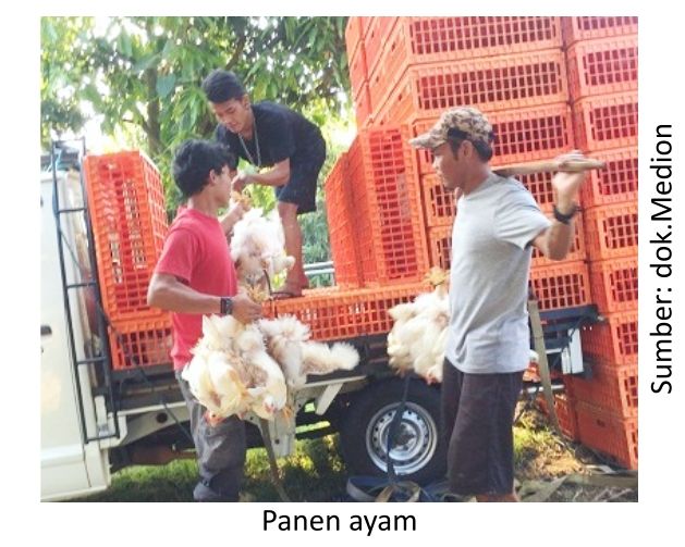 Faktor Penentu Laba Usaha Broiler 2 AU02 3 1
