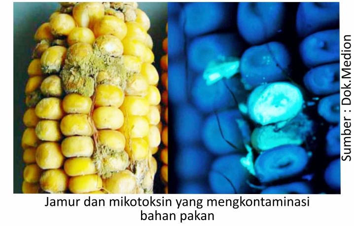 Optimalkan Kesehatan Pencernaan Ayam 2 AU02 5