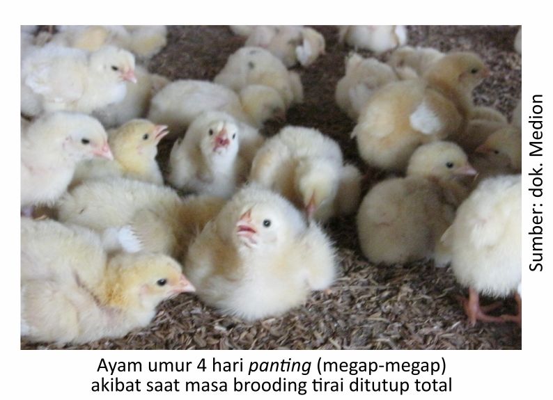 Strategi Melewati Masa Kritis Broiler 3 AU03 1 1 1