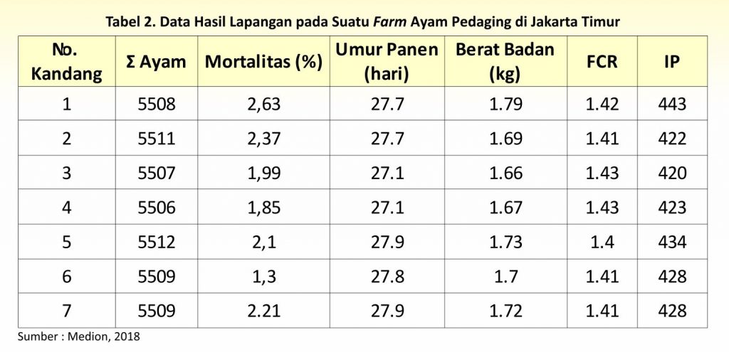 Menilik Strategi Budi Daya Ayam Pedaging 3 AU03 1024x495 1
