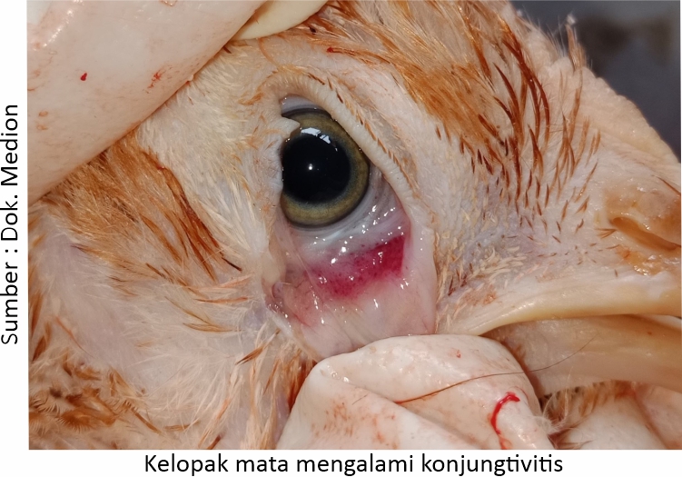 Mengatasi Coryza yang Hobi Kunjungi Kandang 3 AU03 2