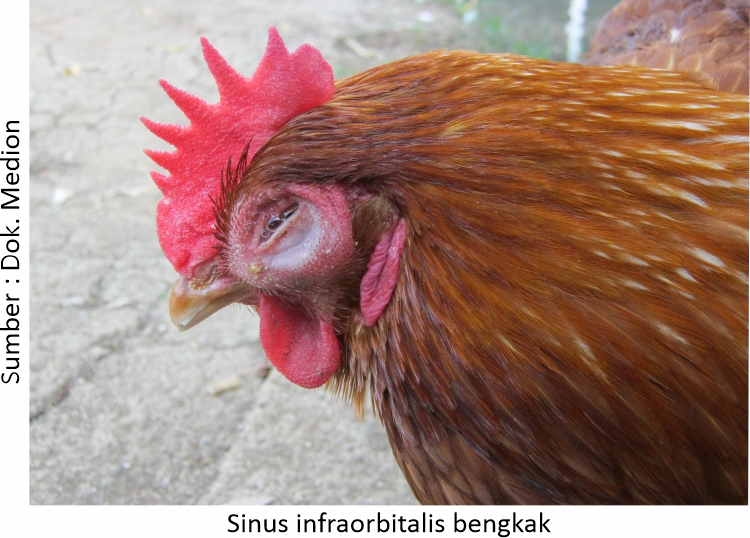 Mengatasi Coryza yang Hobi Kunjungi Kandang 4 AU04 1 2