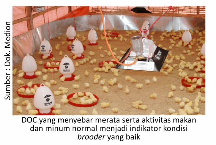Menilik Strategi Budi Daya Ayam Pedaging 4 AU04 2