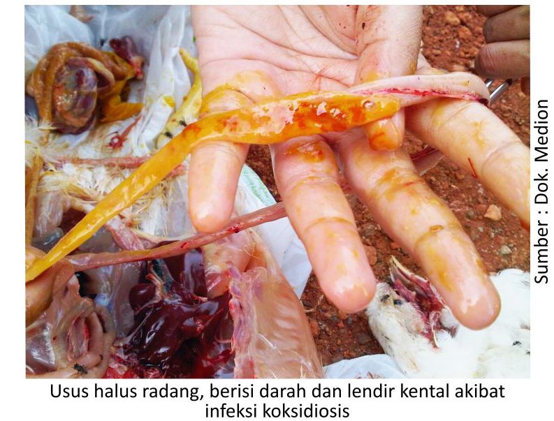 Kilas Balik 2018 dan Proyeksi Penyakit Tahun 2019 4 AU04 3 2