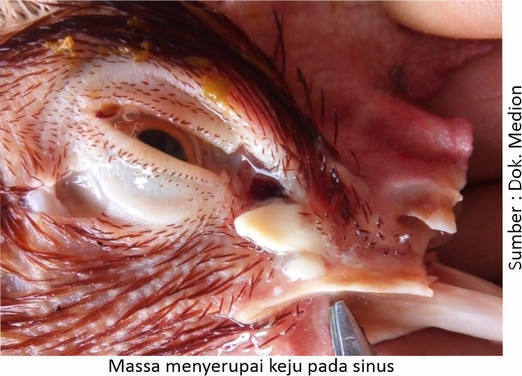Mengatasi Coryza yang Hobi Kunjungi Kandang 5 AU05 1 1