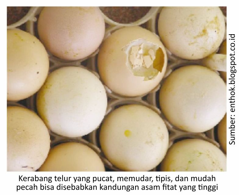 Peran Enzim Fitase dalam Pakan Unggas 5 AU05 2 3