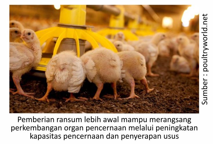 Menilik Strategi Budi Daya Ayam Pedaging 5 AU05 2