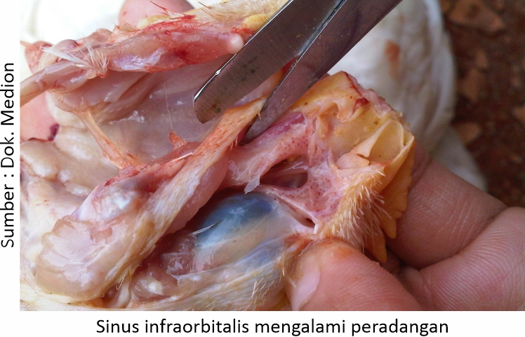 Mengatasi Coryza yang Hobi Kunjungi Kandang 6 AU06 1 2