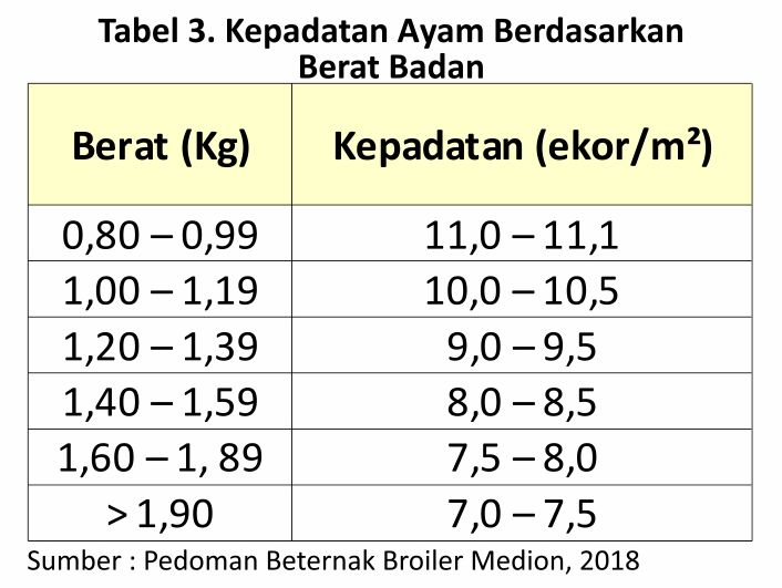 Menilik Strategi Budi Daya Ayam Pedaging 6 AU06 2