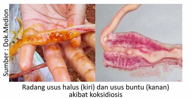 Optimalkan Kesehatan Pencernaan Ayam 6 AU06 4