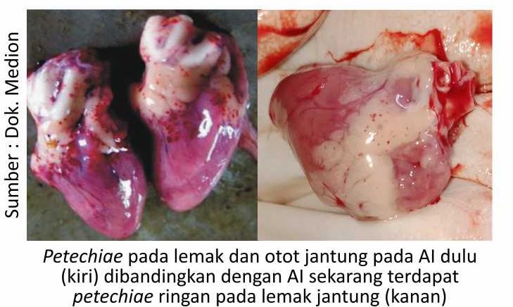 Jeli Cermati AI Terkini 7 AU07 1 1 1