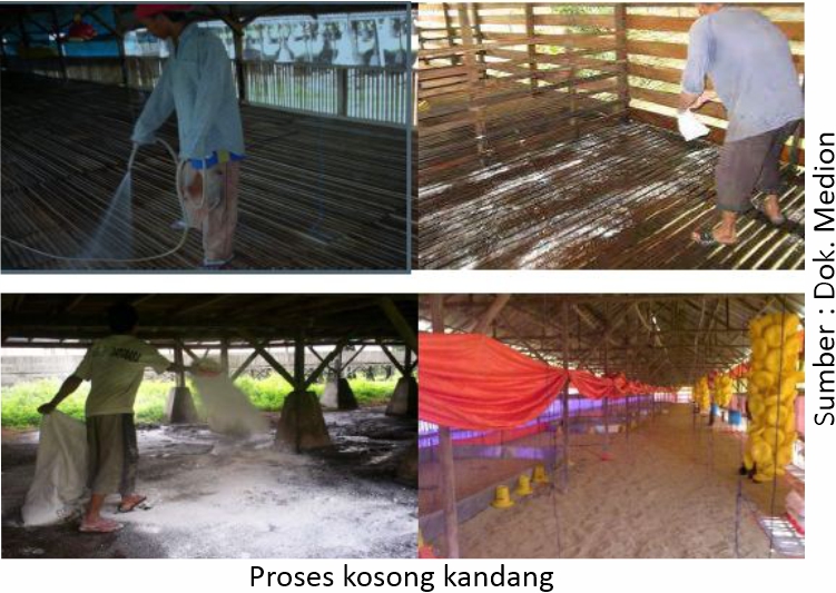 Mengatasi Coryza yang Hobi Kunjungi Kandang 7 AU07 1 1