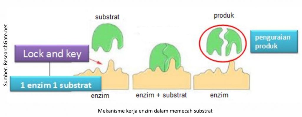 Peran Enzim Fitase dalam Pakan Unggas 7 AU07 1024x397 1