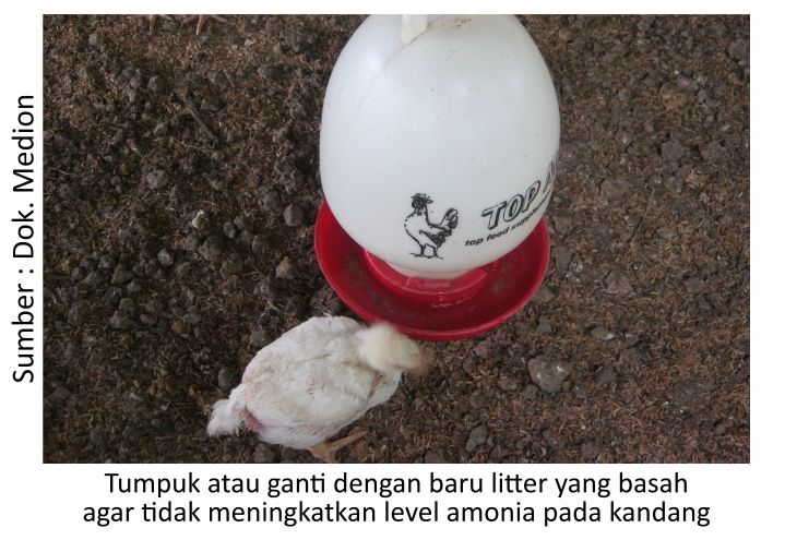 Menilik Strategi Budi Daya Ayam Pedaging 8 AU08 2