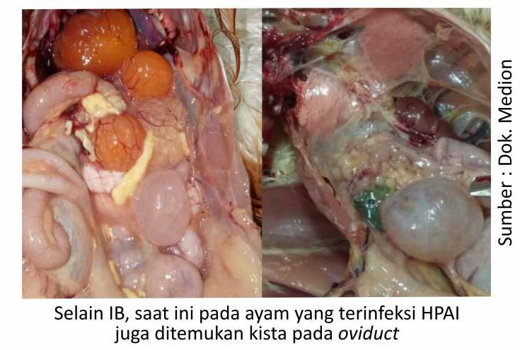 Jeli Cermati AI Terkini 9 AU09 1 5