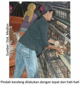 Pentingnya Keseragaman untuk Pullet Berkualitas 10 AU10 1 5