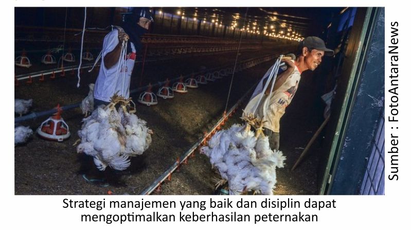 Menilik Strategi Budi Daya Ayam Pedaging 10 AU10 1