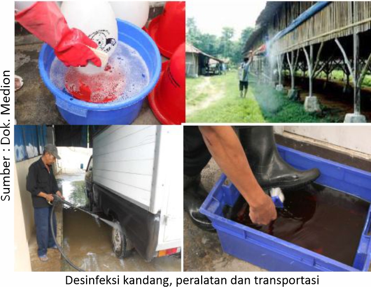Mengatasi Coryza yang Hobi Kunjungi Kandang 12 AU12 1