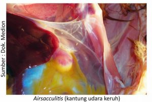 Strategi Menjaga kesehatan Pernapasan Ayam 3 Airsacculitis kantung udara keruh 300x201 1