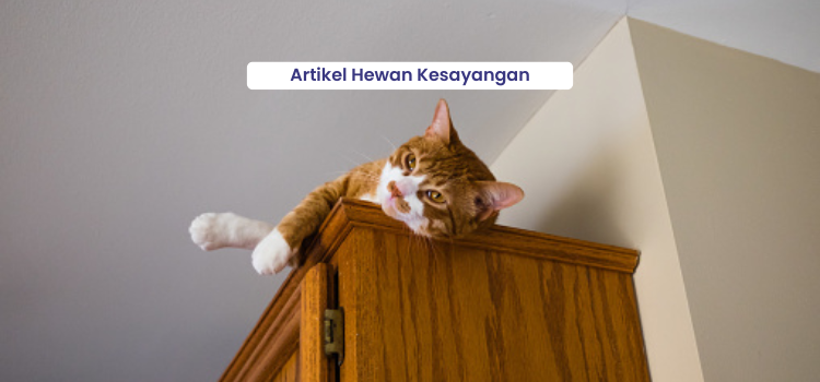 Info Medion 23 kenyamanan untuk kucing kesayangan