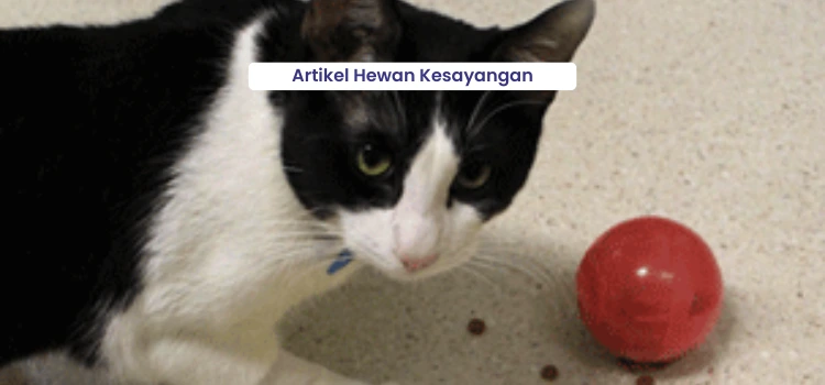 snack kucing yang aman untuk anabul kesayangan