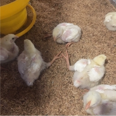 Ayam Lumpuh dan Kaki Kering