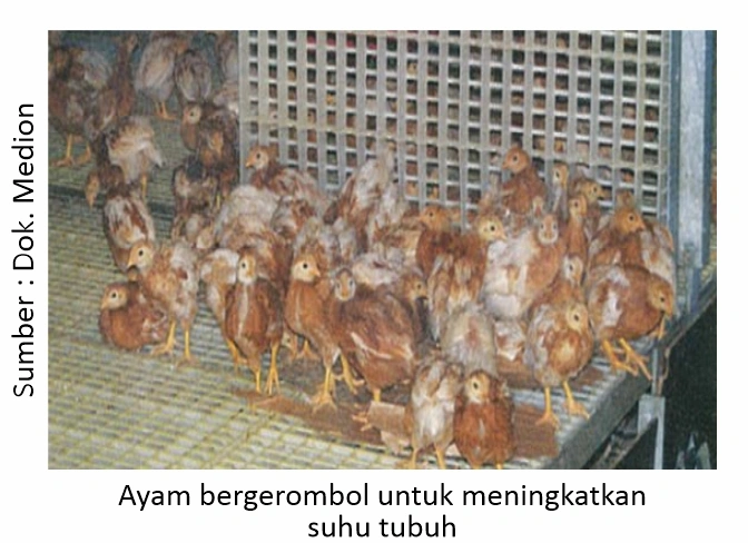 Mempertahankan Performa Pullet di Musim Penghujan 1 Ayam bergerombol