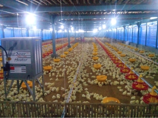 Info Medion 24 Berat Badan Panen Broiler Tidak Merata