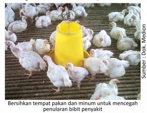 Pengendalian Penyakit Korisa 2 Bersihkan tempat pakan dan minum 300x231 1