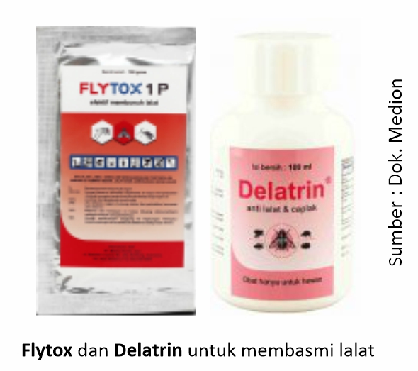 Mengatasi Cacingan pada Ayam Laga 6 Flytox dan Delatrin