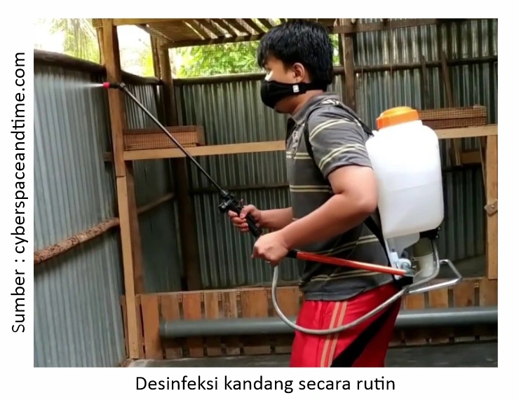 Mengenal Penyakit Coryza pada Ayam Laga 3 Desinfeksi kandang secara rutin