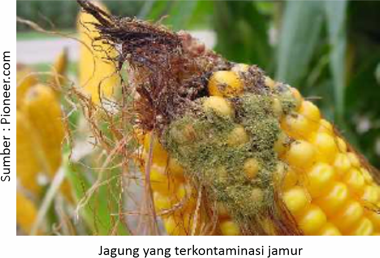 Mengenal Mikotoksin dalam Ransum 1 FFB 01 1 1 1