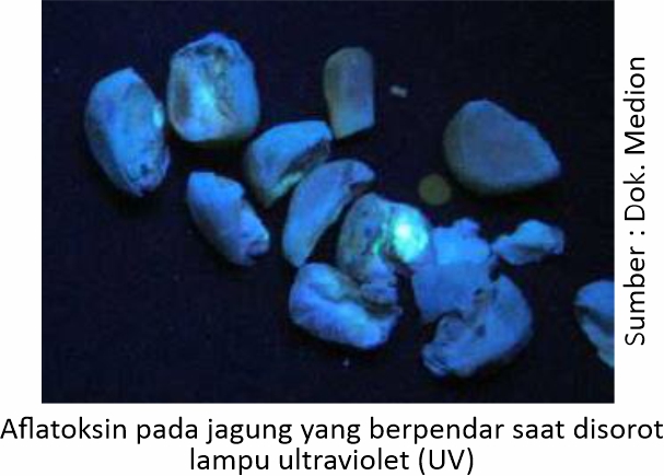 Mengenal Mikotoksin dalam Ransum 6 FFB 06 1
