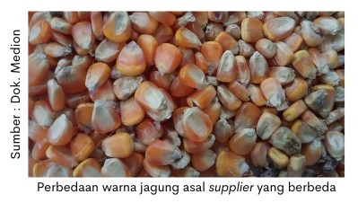 Pentingnya Kontrol Kualitas Pakan 1 Perbedaan warna jagung beda supplier